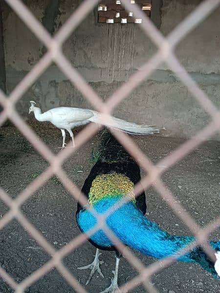 2 pair of peacocks for sale 1