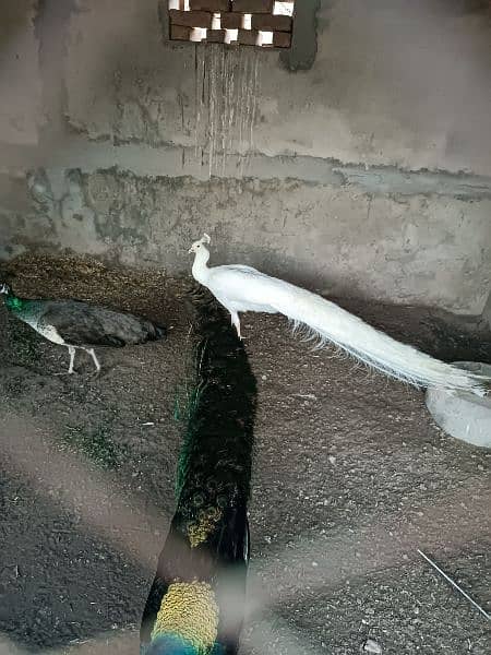 2 pair of peacocks for sale 3