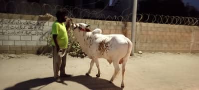 Qurbani Cow 2024