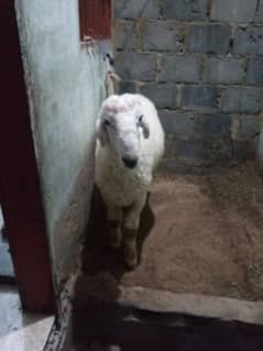 sheep for sale 0