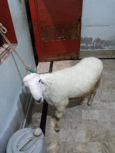 sheep for sale 1