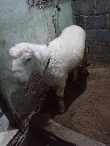 sheep for sale 3