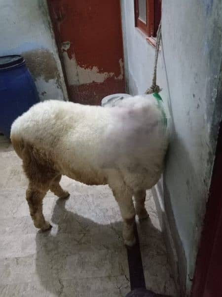 sheep for sale 4