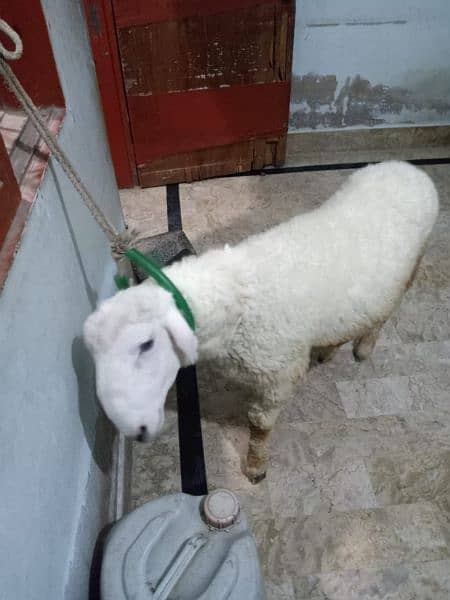sheep for sale 5