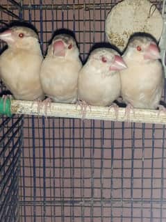fawn jawa patthy 4 month age ring bird hy