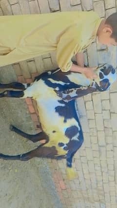 Bakra for sale age one year plus