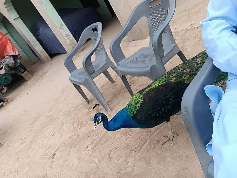 2 pair of peacocks for sale 7