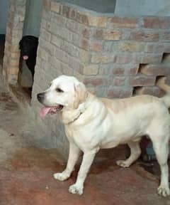 American Labrador stud