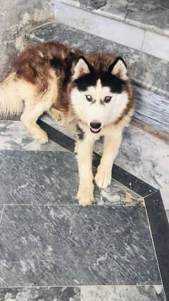 husky available for cross in double shade eyes 0