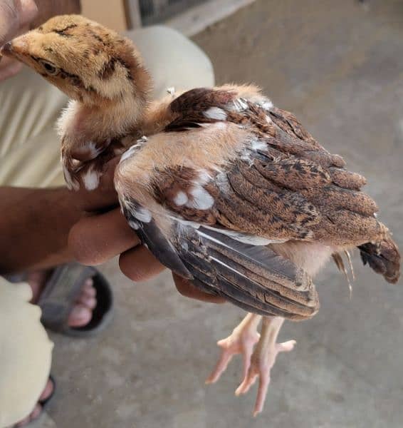 Kandhari Sindhi Aseel Chicks 7