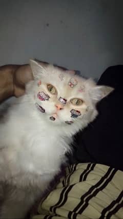 persian cat for sale whtspp number 03021818215