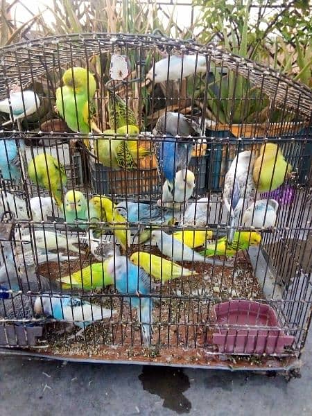 Australian Birds For Sell 300 each Bird 1