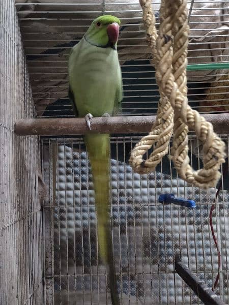 ringneck breeding pair 2