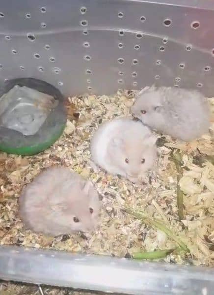 Syrians Hamsters 2