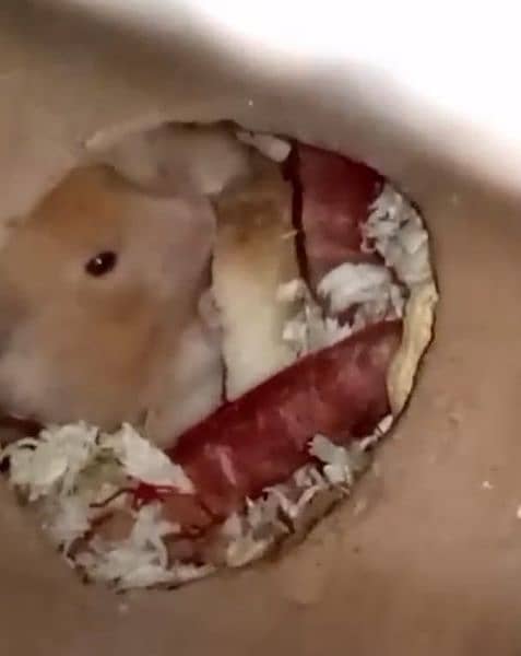 Syrians Hamsters 9