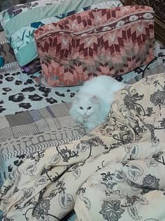 pure white female persian cat