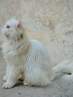 white female persian cat