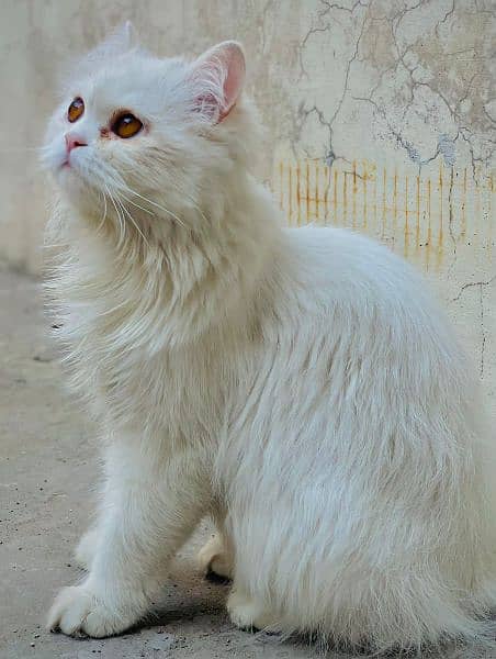 white female persian cat 1