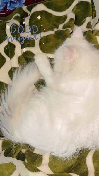 white female persian cat 2