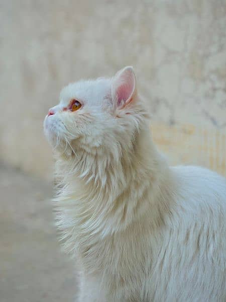 white female persian cat 3