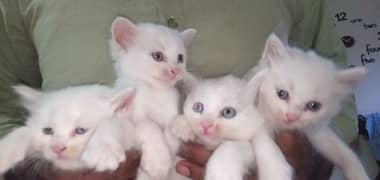 Persian cats/triple coated Persian cats/Persian kittens/punch face
