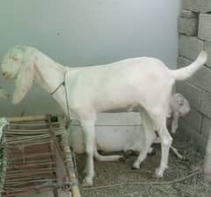 Rajanpuri Goats for Qurbanj 0