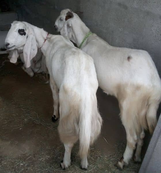 Rajanpuri Goats for Qurbanj 1