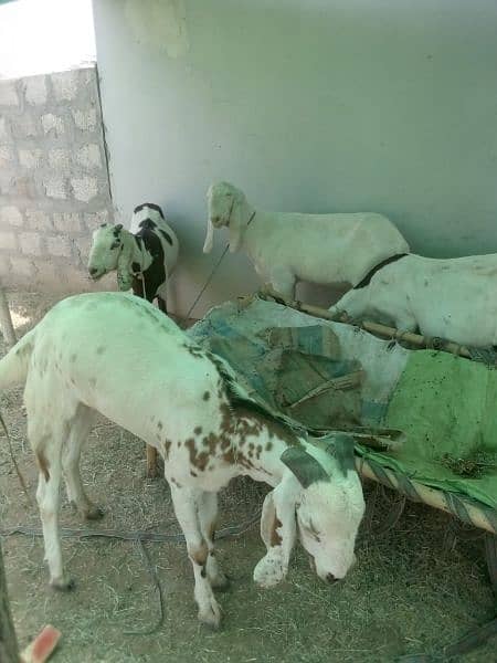 Rajanpuri Goats for Qurbanj 2