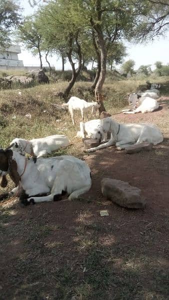 Rajanpuri Goats for Qurbanj 3