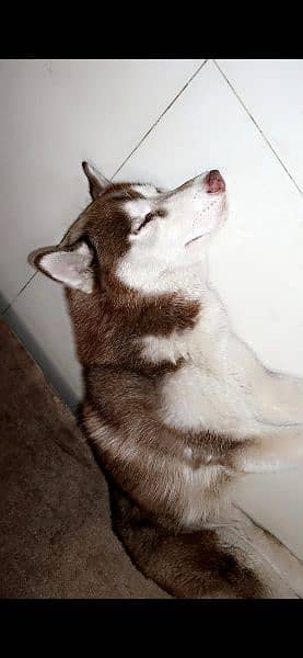 Siberian Husky PEDIGREE 2
