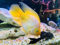 tiger oscar/albino oscar/red blood parrot/yellow parrot/cichlid 0