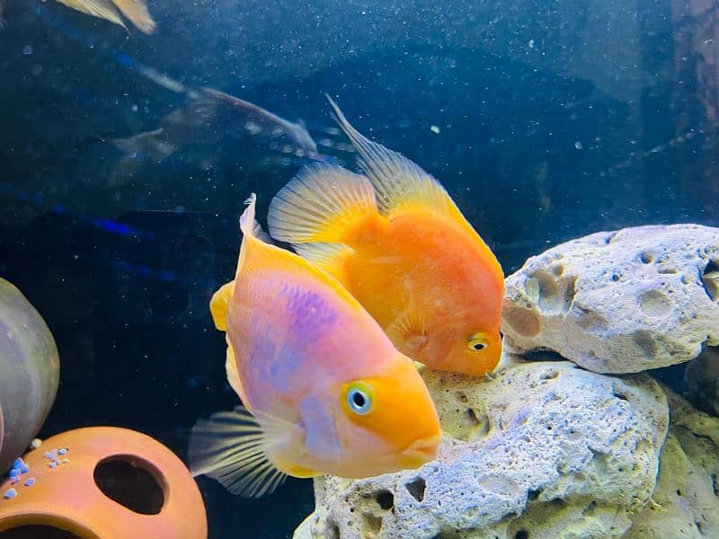 tiger oscar/albino oscar/red blood parrot/yellow parrot/cichlid 3