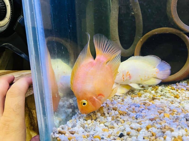 tiger oscar/albino oscar/red blood parrot/yellow parrot/cichlid 5
