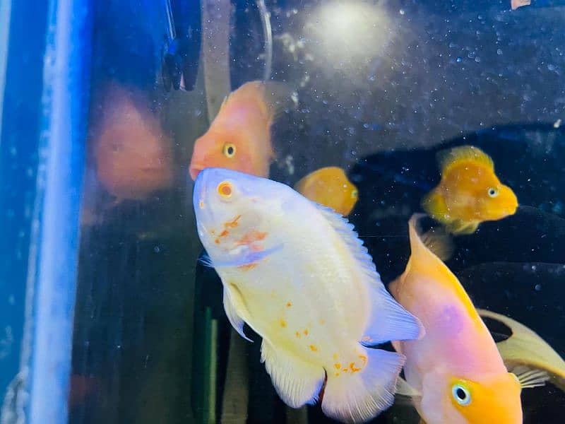 tiger oscar/albino oscar/red blood parrot/yellow parrot/cichlid 8