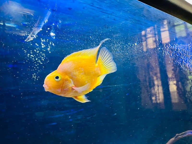 tiger oscar/albino oscar/red blood parrot/yellow parrot/cichlid 9