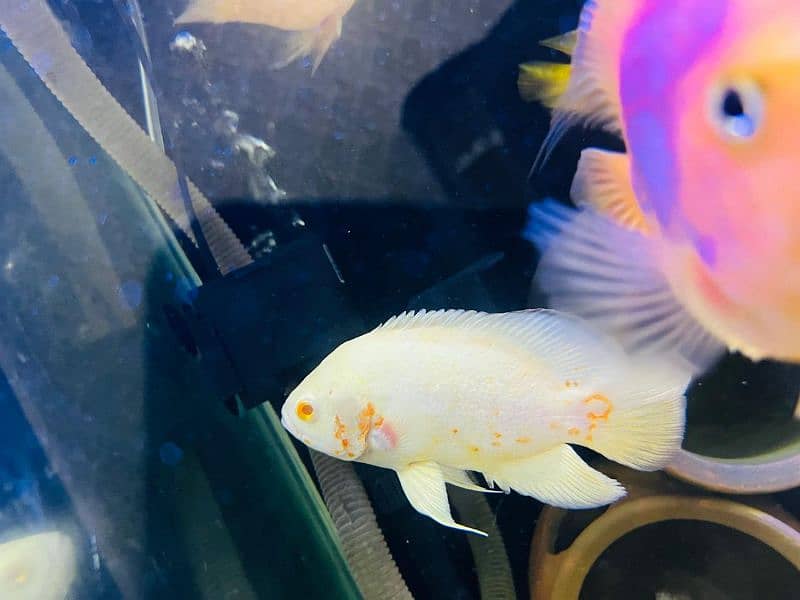 tiger oscar/albino oscar/red blood parrot/yellow parrot/cichlid 17