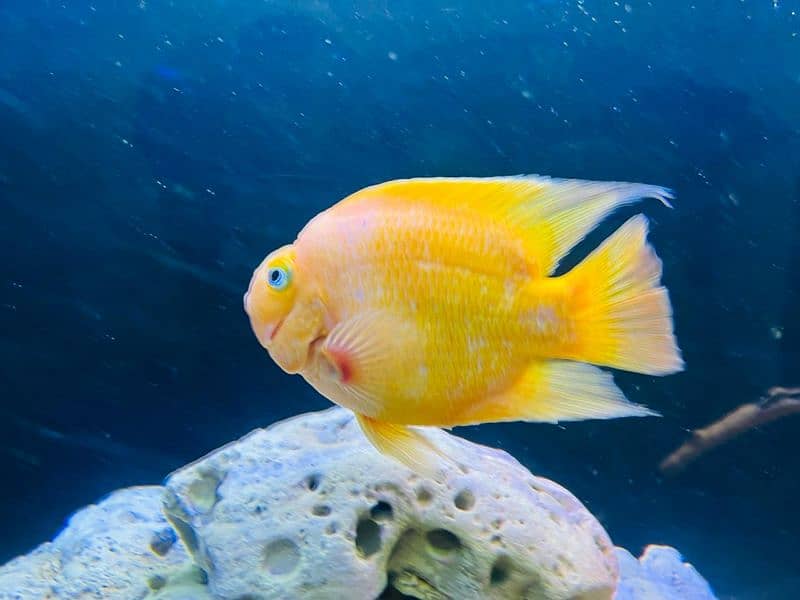 tiger oscar/albino oscar/red blood parrot/yellow parrot/cichlid 18