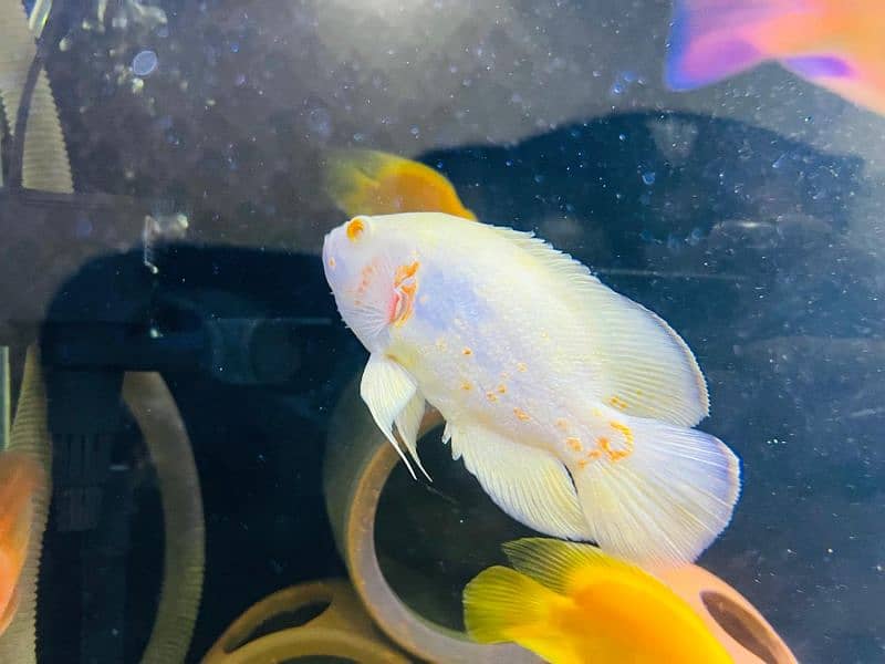 tiger oscar/albino oscar/red blood parrot/yellow parrot/cichlid 19