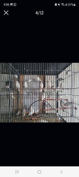 Java Finches (White,  Silver and Fawn) 2
