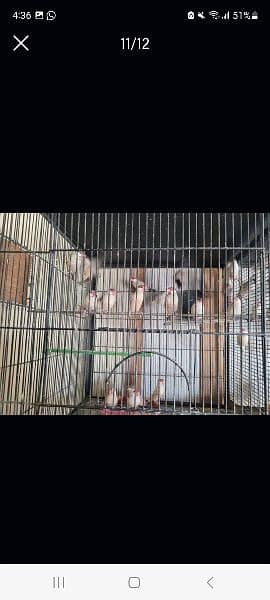 Java Finches (White,  Silver and Fawn) 3