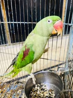 I'm selling my Raw parrot