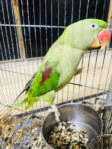 I'm selling my Raw parrot 1