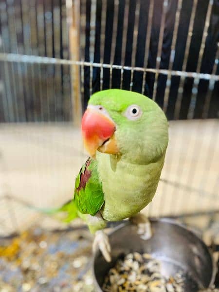 I'm selling my Raw parrot 2