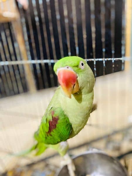 I'm selling my Raw parrot 3