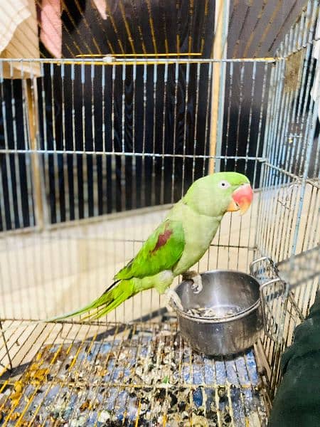 I'm selling my Raw parrot 4