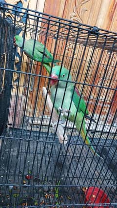 raw parrot pair for sale 0
