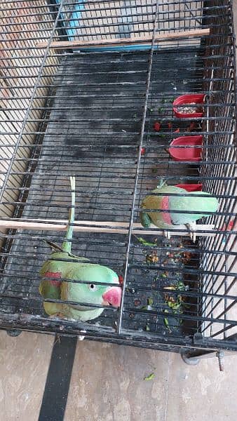raw parrot pair for sale 1
