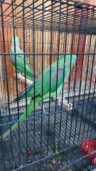 raw parrot pair for sale 3
