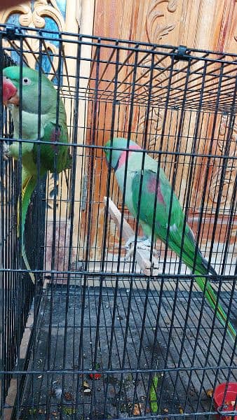 raw parrot pair for sale 4