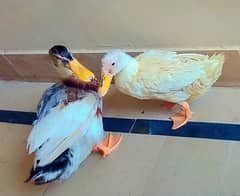 egg laying duck pair 0